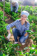 Positive woman harvesting bell peppers on farm field in summer day