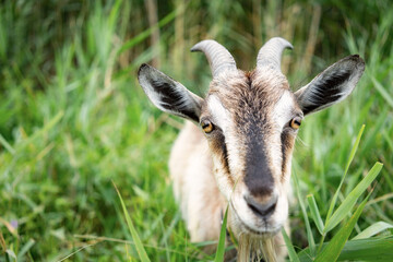 Domestic smoke goat grazing in green grass.