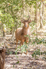 Beautiful deer in forest, looking at camera