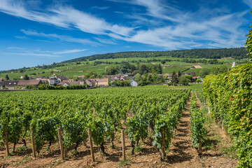 Fototapeta na wymiar View of in the vineyard in Burgundy Bourgogne home of pinot noir and chardonnay in summer day with blue sky. Cote d'Or.