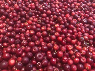 red cranberries background