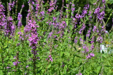 Lythrum virgatum - wild flowers. European wand loosestrife in the garden. Closeup, selective focus