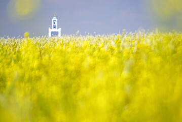 Minarete en un campo de flores. Cerca de Casablanca(Dar-el-Beïda). Marruecos. Magreb. Africa.