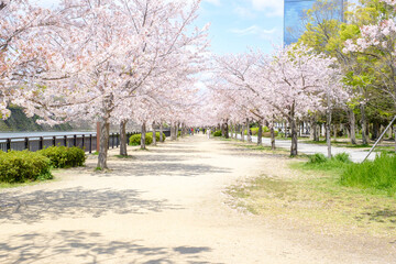 Osaka Castle in Sakura Season