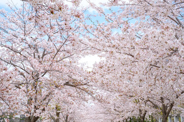 Osaka Castle in Sakura Season