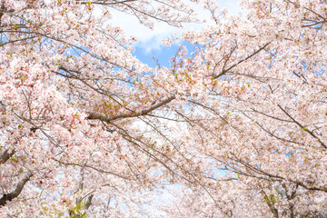 Osaka Castle in Sakura Season