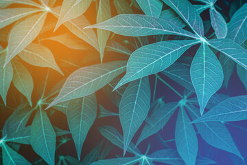 Fototapeta na wymiar closeup nature view of green leaf texture, dark wallpaper concept, nature background, tropical leaf