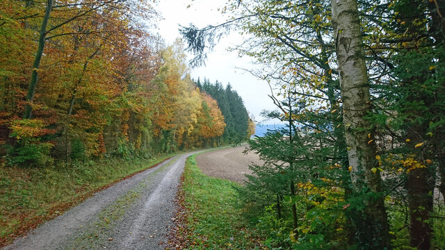 herbstliche waldstrasse