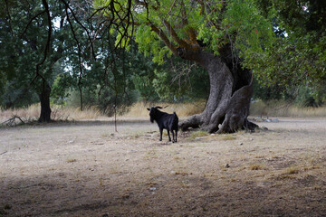Chèvre noire à la recherche de jeunes pousses