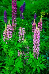 Obraz premium Lupine flowers (lat. Lupinus) are a medicinal and very useful plant.