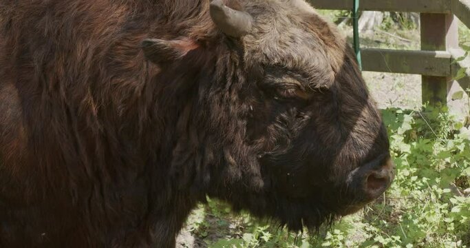 close-up on the head of Zubronia, a hybrid of a bison and a domestic cow