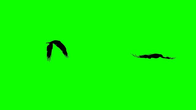 Silhouettes of the flying eagles, animation on the green background (seamless loop)