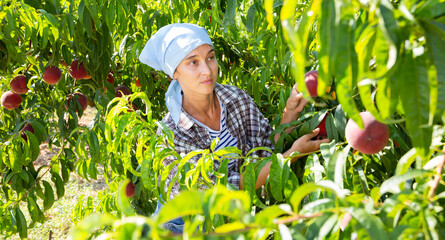 Positive woman harvesting ripe peaches in his orchard on sunny day