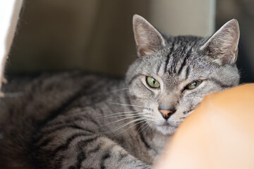 見つめる猫　　サバトラ猫