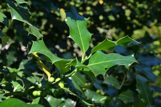 Holly,  Ilex aquifolium plant. Holly green foliage with immature green berries. Green leaves and green berries of Christmas holly, close up 