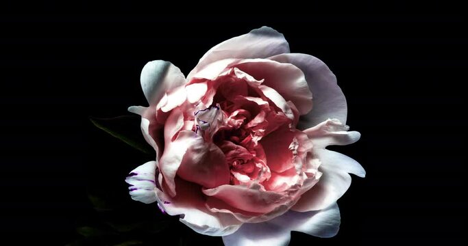 Pink Peony Try to Opens Big Flower in Time Lapse on a Black Background. Paeonia Sarah Bernhardt Blooming and Wilting