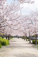 Osaka Castle in Sakura Season