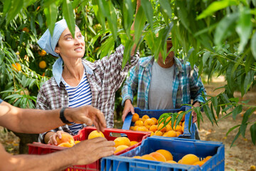 Woman farmer picks ripe peaches in the garden. Harvesting peaches in the orchard