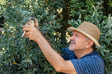 A senior farmer pruning an olive tree