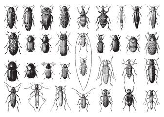 Bug and beetle collection - vintage engraved vector illustration from Larousse du xxe siècle © Hein Nouwens