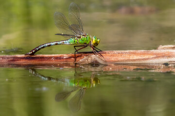 Emperor Dragonfly on a branch in a pond