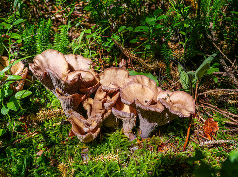 Der leider seltene Pilz leider Violettes Schweineohr oder Blaureherl "GOMPHUS CLAVATUS" auf Waldboden mit grünem Moos