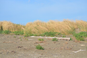 
sandy beach panorama with tree trunk and bushes blowing in the wind in the background