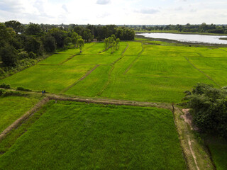 Top view rice field with pond landscape.