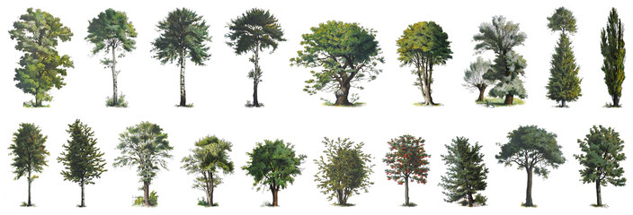 Tree collection - vintage illustration from Larousse du xxe siècle © Hein Nouwens