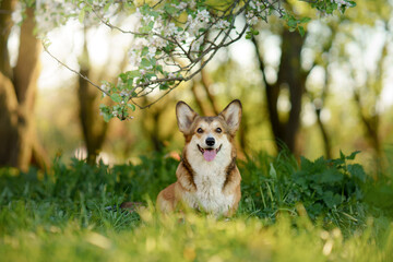 Fototapeta premium portrait dog . Welsh corgi pembroke in nature, on the grass