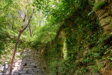 The remains of a stone house that was abandoned 80 years ago and swallowed by the forest; walls covered with ivy leaves