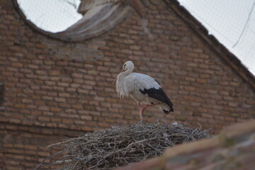 Cigüeñas sobre la iglesia de Alfaro
