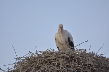 Cigüeñas sobre la iglesia de Alfaro