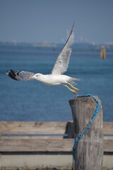 
seagull taking flight from a wooden pole