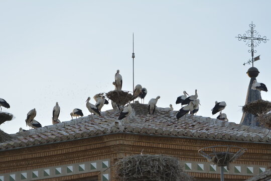 Cig&uuml;e&ntilde;as sobre la iglesia de Alfaro