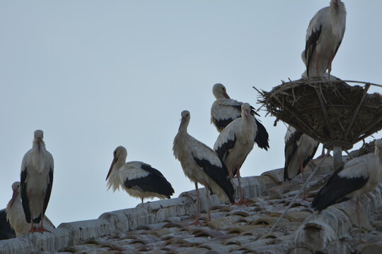 Cig&uuml;e&ntilde;as sobre la iglesia de Alfaro