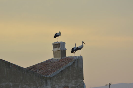 Cig&uuml;e&ntilde;as sobre la iglesia de Alfaro
