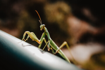 A still mantis on a bar in the park