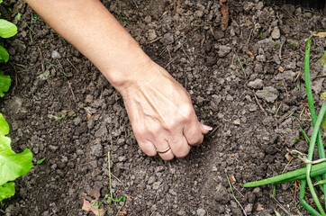 Farmer woman planting plant seeds in the ground