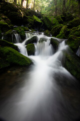 Fototapeta na wymiar Water flow in a mossy valley