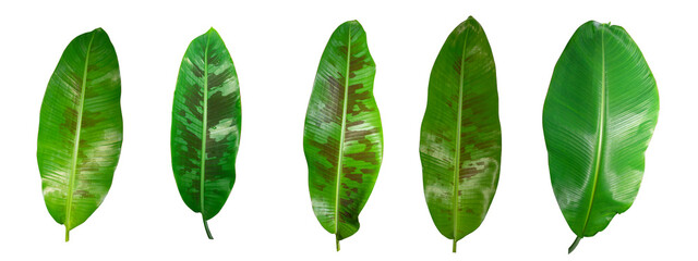 Isolated Leaf of Wild Banana Tree Has a pattern similar to military camouflage Found in Asia