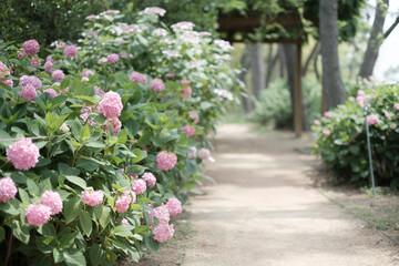 Ajisai - Hydrangea Flower in Nagai Park in Osaka