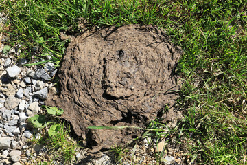 Cow dung from happy swiss cattle