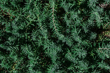 Green grass, natural texture, background.