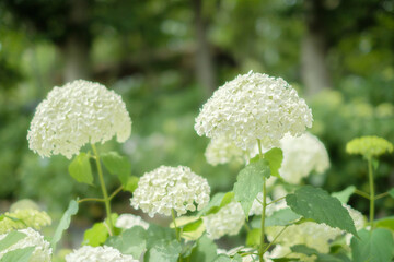 Ajisai - Hydrangea Flower in Nagai Park in Osaka