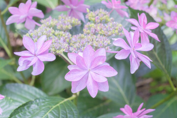 Fototapeta premium Ajisai - Hydrangea Flower in Nagai Park in Osaka