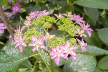 Ajisai - Hydrangea Flower in Nagai Park in Osaka