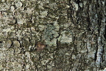 Close-up of dry birch bark on the trunk of an old tree.