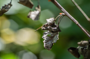 Dry Leaf on a Branch
