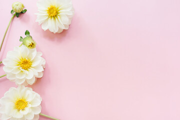 Fototapeta premium White flowers dahlias on pink background. Flowers composition. Flat lay, top view, copy space. Summer, autumn concept.